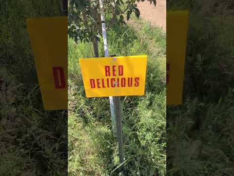 You Pick Orchard in Arizona?!? #orchard #freshfruits #Arizona @AppleAnniesOrchardWillcox