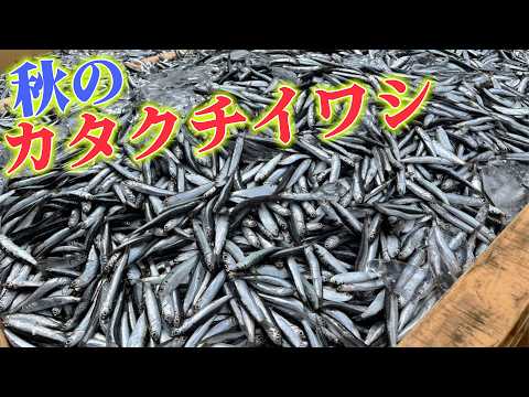 【成魚と稚魚】カタクチイワシとシラスのへんおじおすすめの食べ方を大公開！！