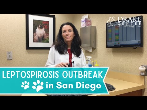 Leptospirosis Outbreak in San Diego: How to Protect Your Pet