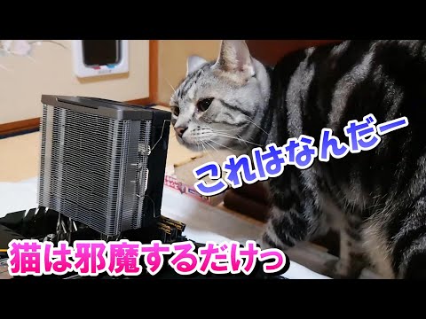 飼い主が苦しんでてもソラさんは遊ぶだけ（アメリカンショートヘア）