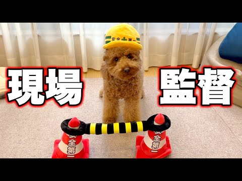 現場監督として働く犬のドキュメンタリー