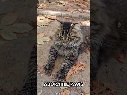 There are so many cats in Istanbul that if a bird in the sky pooped, it would fall on the cat's head