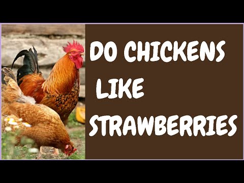 Do Chickens Like Strawberries