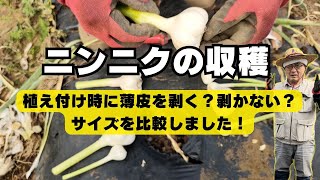 ニンニクの収穫とサイズ比較【タイミング】【ホワイト六片】2024年5月26日