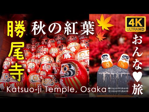 [JAPAN 4K] Katsuoji Temple(Daruma) and Minoh Falls 🍁 Minoh Autumn Leaves Viewing Bus Tour 🍁✨ #Access