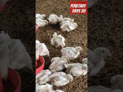 poultary farm #poultry #chickenfarming #chickenfarmingbusiness