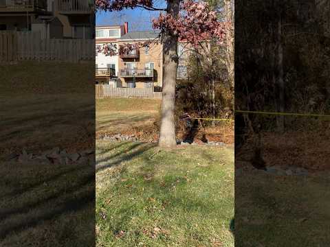 A puppy trying to catch a squirrel | Horizons_視野 | dog | wildlife | animals