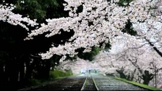 京都蹴上铁路的雨中樱花