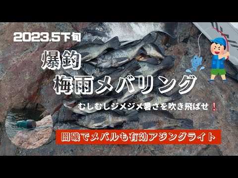 【梅雨メバリング】爆釣シーズンイン❕闇磯でメバルも有効アジングライト