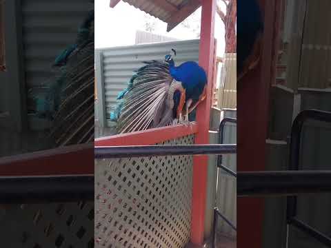 #peacock #birds #animals #nature #孔雀 #鸟类 #动物 #自然