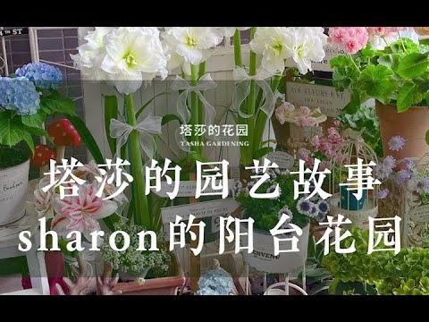 塔莎的园艺故事——Sharon的阳台花园