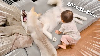 大喧嘩中でも赤ちゃんが近づくと一瞬で我にかえる愛犬が凄すぎました・・・