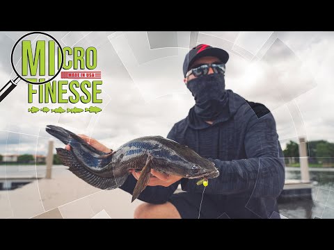 Micro Finesse Tackles EXOTICS!