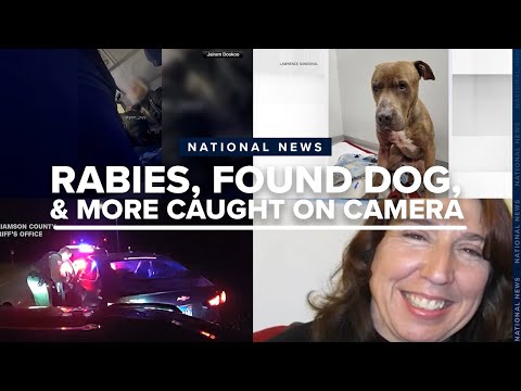 A teacher dies from rabies, a stowaway is confronted, and a pregnant woman's nightmare