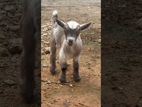 Baby Goats came by to Visit