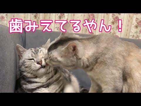 【おしゃべりペット】猫と猫がちゅーの練習！