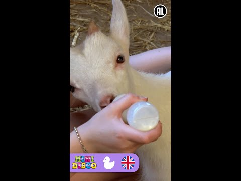 SPRING | Songs for Kids | Nursery Rhymes | On the Farm | Mini Disco #shorts