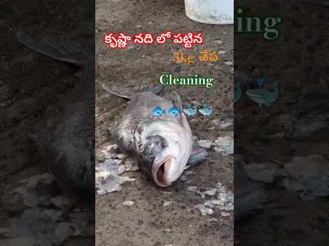 కృష్ణానదిలో పట్టిన 5kg చాప #fish #fishcleaning #healthyfood #naturalfood #shorts #fishing #food