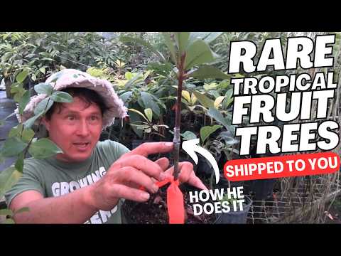 How Lara Farms Miami Ships You Grafted Rare Tropical Fruit Trees