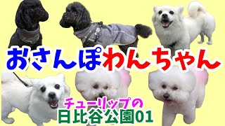 【おさんぽわんちゃん】日比谷公園のおさんぽわんちゃん。チューリップなど花盛りの日比谷公園でのおさんぽわんちゃん。日比谷公園わんちゃん01