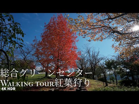 Green Center Stroll under the Autumn Leaves Japan 4KHDR グリーンセンター 紅葉の下 散策 福井県坂井市