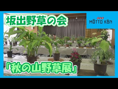 坂出野草の会「秋の山野草展」