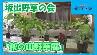 坂出野草の会「秋の山野草展」