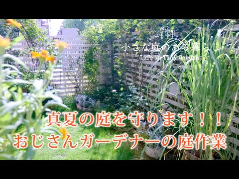 ガーデニング Vlog｜真夏の庭を守ります！おじさんガーデナーの庭作業｜ 〜小さな庭のある暮らし 136〜Gardening ｜ Life in a tiny garden