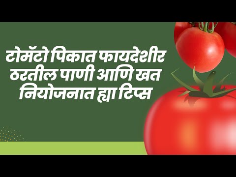 शेतकरी माझा  | टोमॅटो  पिकात  फायदेशीर  ठरतील पाणी  आणि खत  नियोजनात  ह्या  टिप्स