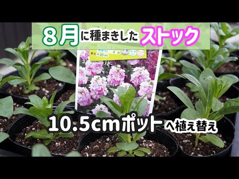 種まきしたストックを10 5cmポットに植え替え