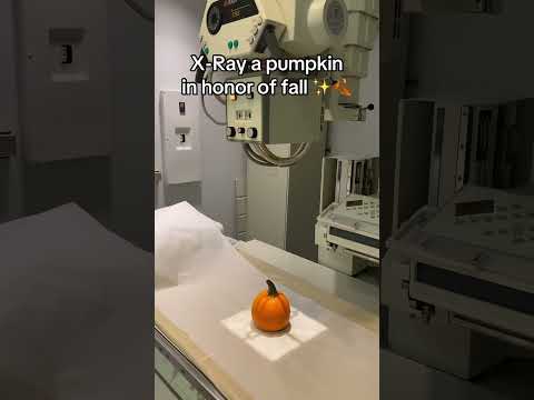 Wonder What A Pumpkin X-Ray Looks Like? 🎃