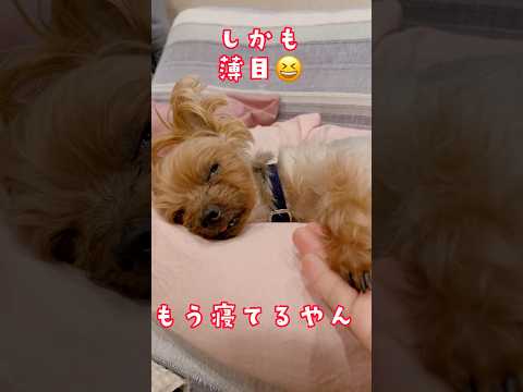 寝てないで❗️🐶マッサージしてょ‼️🐶