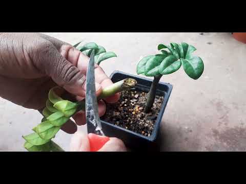 Grow Your Own Luck: Learn the Art of Zamioculcas Zamiifolia Propagation