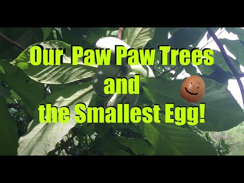 Smallest Egg and our Paw Paw Trees