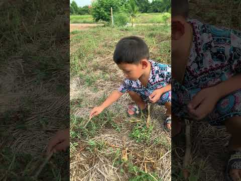 Child with mimosa || #shorts #youtubeshorts #viral #share #subscribe #art #mimosa