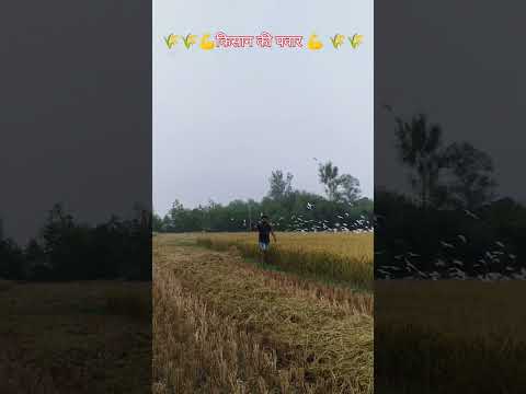 धान की कटाई का मौसम #किसान की खेती #मेहनत का हिसाब #agriculture #1509धान #trending #