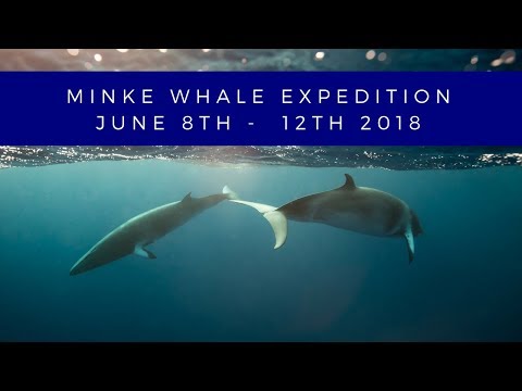 Minke Whale Expedition - June 8th Departure - Great Barrier Reef