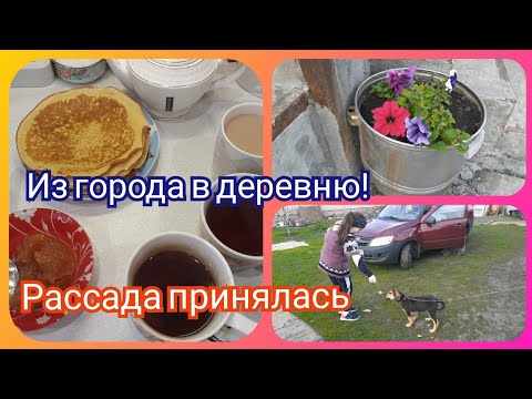 Вкусный завтрак! Рассада принялась  Погода налаживается!