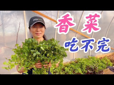 如何种出吃不完的香菜。点击CC观看字幕