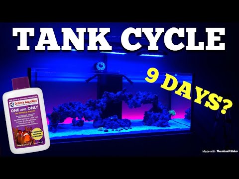 Tank cycle in 9 days?  (Dr Tims day by day results)