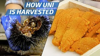 How Sea Urchin (Uni) Is Processed Commercially — How to Make It