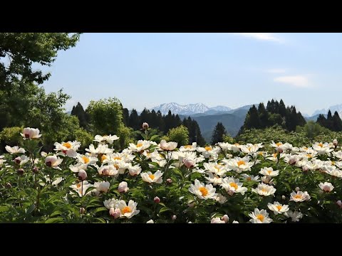 20220519　シャクヤク富山県薬用植物指導センター