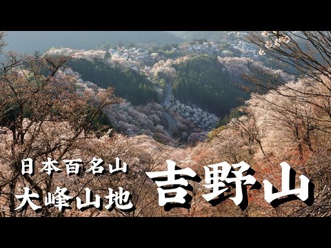 世界遺産🌍　奈良県　吉野山2020【満開の桜と夜桜】Nara Yoshino japan　下千本～奥千本