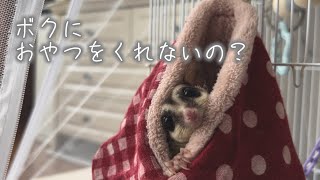 【胸キュン】水に濡らさないフクロモモンガのシャンプー🧴