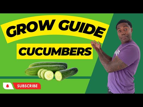 Grow the crunchiest cucumbers | Cucumber Growing Guide | Just Grow it : The Podcast