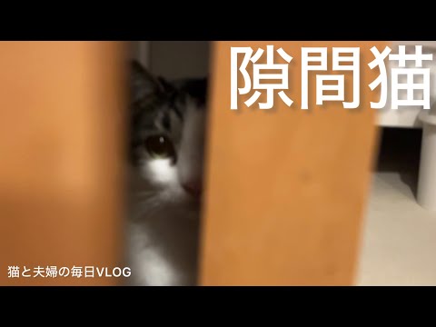 猫と夫婦の毎日VLOG#456 ドアの隙間に潜む