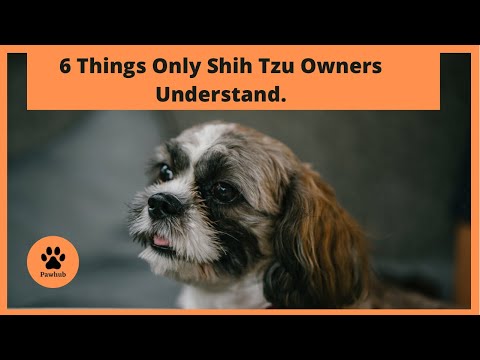 6 Things Only Shih Tzu Owners Understand