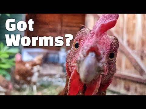 Worm Compost Winter Update 2022