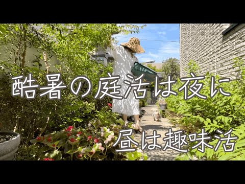 日が暮れてから始まる庭活🪴お散歩も夜🐶趣味は猛暑でもあきらめない😎✨