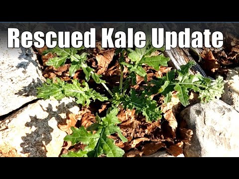 Follow-up of Kale I Thinned and Moved